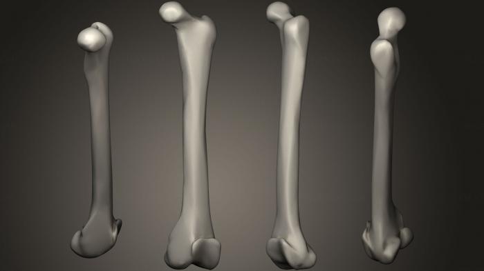 Anatomy of skeletons and skulls (ANTM_0325) 3D model for CNC machine